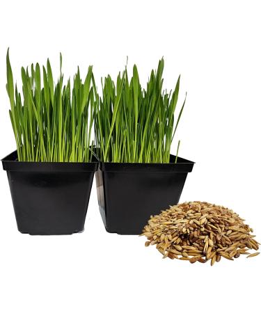 Organic Cat Grass Seeds Non-GMO A Mixture of Wheat Oats and Barley (350g) 350 g (Pack of 1) - Buy Online on GoSupps.com