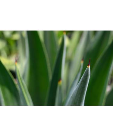 Set of 2 Bahama Balm 16oz Aloe Vera Gel - After Sun Skin Care Cools & Soothes Skin Minimizes Drying & Peeling - International Shipping - Buy Online on GoSupps.com