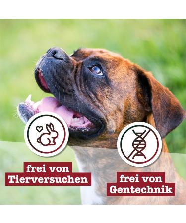 Buy Chewies Hundeleckerli Mix - 3 x 200g Dog Snacks | Sugar-Free High Meat Content | Beef Rumen Poultry Treats for Training (600g) - Buy Online on GoSupps.com