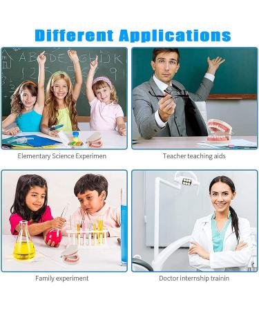 Shop Bovdc Teeth Model - Complete Dental Learning Tool for Tooth Extraction & Patient Communication - Buy Online on GoSupps.com