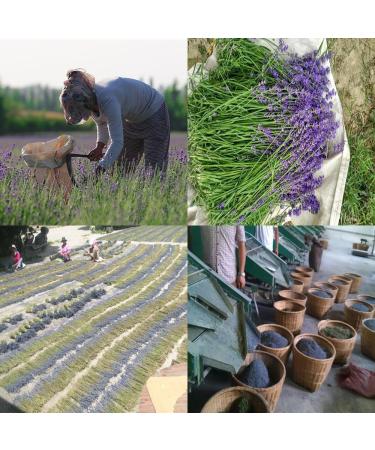 TooGet Top Grade French Lavender Buds - 100% Pure & Natural Dried Flower in Large 4 oz Resealable Bag - Fresh Fragrance | Buy Online - Buy Online on GoSupps.com