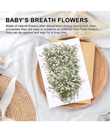 Dried Babys Breath Flowers - 200 White Real Gypsophila for Wedding, Resin Art, Craft, DIY - Natural Pressed Floral Decor - Buy Online on GoSupps.com
