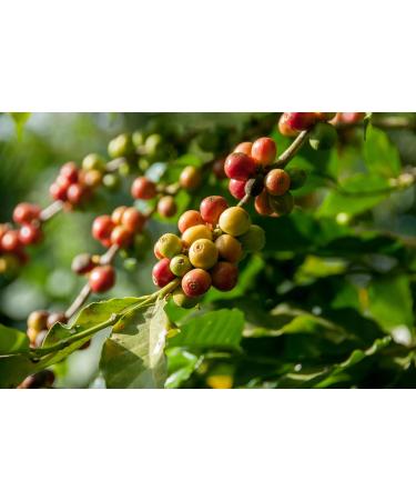 Decaffeinated coffee beans. Origin Colombia. Naturally roasted decaffeinated coffee beans. Decaffeinated coffee beans ITAMBE 1 kg. 100% Robusta coffee best harvests South America - Buy Online on GoSupps.com