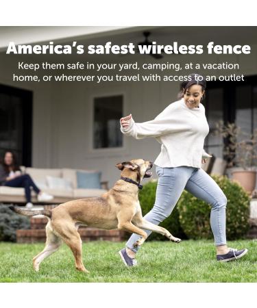 PetSafe Stay + Play Wireless Fence Receiver Collar for Dogs and Cats Waterproof and Rechargeable Tone and Static Stimulation Receiver Collar Only - Buy Online on GoSupps.com