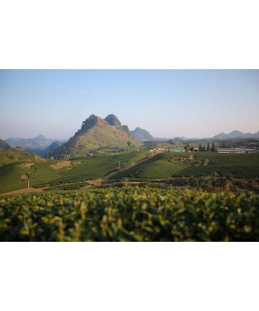 Dethlefsen Balk teemando BIO Redbush tea mixture Blue Berry Root Flavored 1 kg DE KO 006 - Buy Online on GoSupps.com