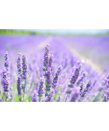 Variety Pack Epsom Salt Soak - Eucalyptus, Lavender, Chamomile - 16 oz Each - Buy Online on GoSupps.com