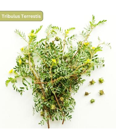 neotea Tribulus Terrestis | Nerunjil Powder | 300gm Pack of 1 - Buy Online on GoSupps.com
