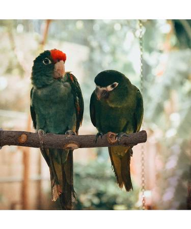 5PCS Natural Wood Bird Perches for Parrot - Wooden Stand Branches for Small Birds - Cage Accessories for Parakeet, Budgies, Cockatiels, Conure, Lovebirds - Buy Online on GoSupps.com