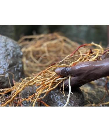 Jahno Herbs Jamaican Sarsaparilla Root (Smilax reglii) Cut and Sifted Wild-Harvest - Buy Online on GoSupps.com