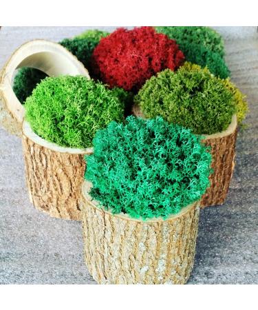 Forest Green Preserved Natural Moss 3.5 Oz for Plants, Gardens, Home Decor, and Weddings - Buy Online on GoSupps.com