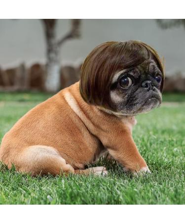 Funny Dog & Cat Role Play Wigs for Halloween & Parties | Pet Costumes in Black & Brown - Small Medium & Large Sizes - Buy Online on GoSupps.com