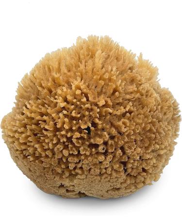 Premium Sea Wool Art Sponge: Professional Grade for Painting, Decorating, Texturing, and More - Buy Online on GoSupps.com