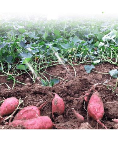 Dried Sweet Potato Sticks Dried sweet potato500g Dried Sweet Potato Healthy Fruit Snack Individually Wrapped Snacks For Humans  - Buy Online on GoSupps.com