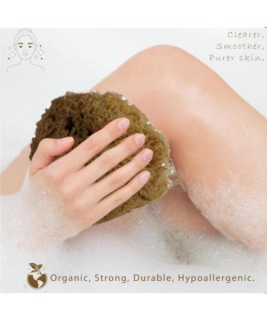 Natural Grass Sea Bath Sponge for Adults & Kids - Small Size (4-4.5 inches) | Shower & Bathing Sponge - Pack of 1 - Buy Online on GoSupps.com
