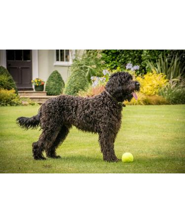 Petface Tennis Balls for Dogs - 20 Pack Fetching Toy 6.5 cm - Durable & Fun for Playtime - Buy Online on GoSupps.com