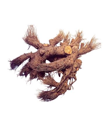 Osha Root 1oz (Ligusticum Porteri) Sustainably ethically sourced