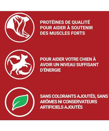 PURINA ONE Medium/Maxi 10kg Active | Chicken Rich Dry Food for Adult Dogs | 7 kg Bag - Buy Online on GoSupps.com