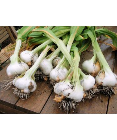 Japanese Garlic // Ajo Japones WT: 400 Pieces (510 GR) - Buy Online on GoSupps.com