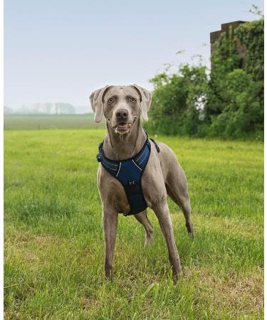 Lionto Adjustable Padded Anti-Pull Dog Harness - Reflective Safety Harness | Size L - Blue | International Shipping Available - Buy Online on GoSupps.com
