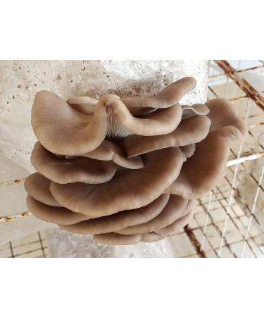 Phoenix Oyster Mushroom Grain Spawn - 1 lb | Ready-to-Use - Buy Online on GoSupps.com