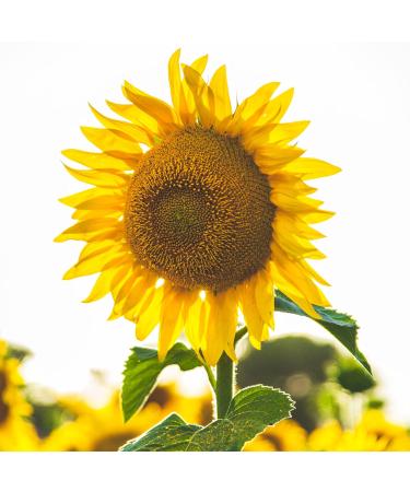 Buy 2 kg Roasted & Salted Sunflower Seeds - 5-Pack (5 x 400g) | Pere's Candy Box - Perfect Gift for All Occasions! - Buy Online on GoSupps.com