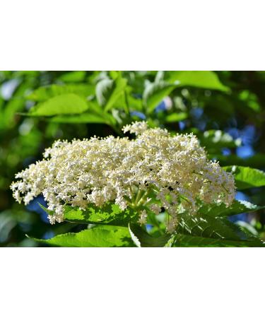 Elderflower Jelly 640g | Natural Clean Spread in Decorative Glass | Premium Quality Bread & Cake Filling - Food-United - Buy Online on GoSupps.com