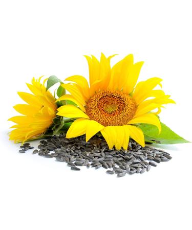  TASTY POTT Tasty Pott Organic Sunflower Seed Oil - Cold Pressed - Cooking Oil | Vegan Cooking | For Roasting Grilling & Baking - Pressed Sunflower Seeds | Oil | Oil | In the Bottle | 500 ml - Buy Online on GoSupps.com