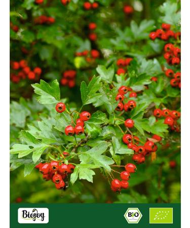 Biojoy Small flowered hawthorn berries ORGANIC (1 kg) whole Hawthorn tea (Crataegus monogyna) - Buy Online on GoSupps.com