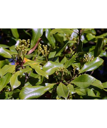 Organic Whole Cloves (Clavo de Olor) - 1lb Pack for Cooking & Seasoning | Fresh and Aromatic - Buy Online on GoSupps.com