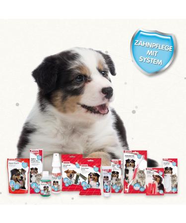 BEAPHAR Dental Care Set for Puppies - Liver Flavor Toothbrush & Toothpaste - Ideal Puppy Oral Hygiene (1 Piece + 50g) - Buy Online on GoSupps.com