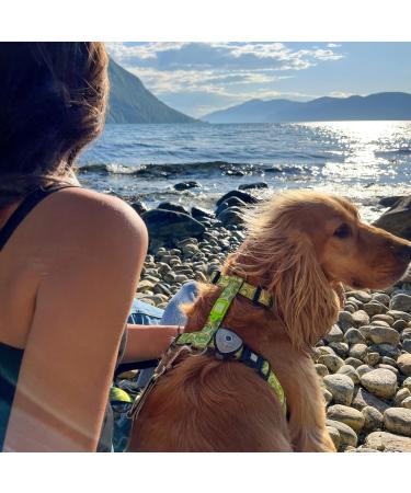 Max & Molly H-Dishes - Kiwi Design | Premium Quality Pet Bowls for International Shipping - Buy Online on GoSupps.com