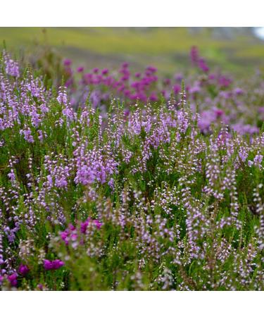 Earthbreath Wild Ling Heather Raw Honey - 900g - Pure Untreated Unpasteurized - From One Apiary - Natural Sweetener for Cooking Tea Juice Drinks Food - Buy Online on GoSupps.com