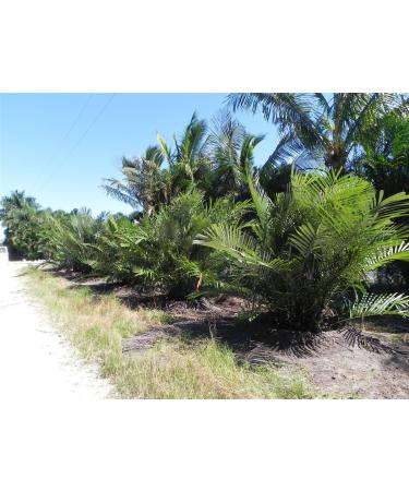 Indonesian Organic Ground Arenga Pinnata Sugar 200g/ Gula Semut Aren The Taste of Traditional Sweetener- Halal - Buy Online on GoSupps.com