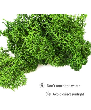 TKOnline 4 oz Preserved Green Moss for Fairy Gardens, Potted Plants, DIY Crafts, Floral Projects, Weddings - Buy Online on GoSupps.com