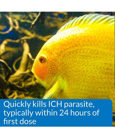 API SUPER ICK CURE Fish Remedy 4-Ounce Liquid | Treats Ich White Spot Disease - Fast Relief - Buy Online on GoSupps.com