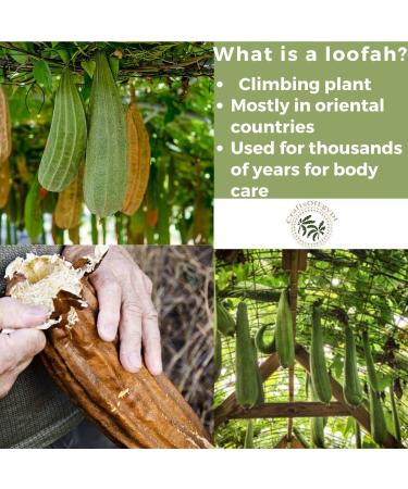 Premium Egyptian Loofah Body Scrubber - 100% Natural Spa Bath Sponge for Exfoliation - Buy Online on GoSupps.com