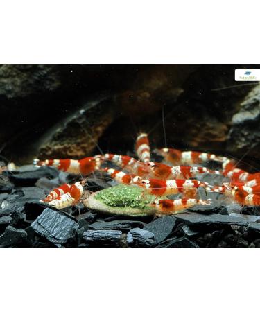 NatureHolic - MainPudding - Shrimp Food - Complete Invertebrate Food - Popular Soft Consistency - Gently Made - 50ml - Buy Online on GoSupps.com