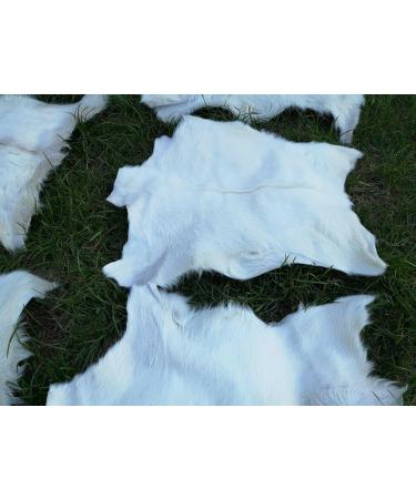 Provellus Goatskins Goat Fur No Odour Top Tanning Natural Bargain (Light Pack of 5 70-90 cm) - Buy Online on GoSupps.com