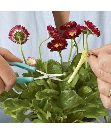 PETA Minis Ergonomic Scissors | Precision Cutting for All | Fast International Shipping - Buy Online on GoSupps.com