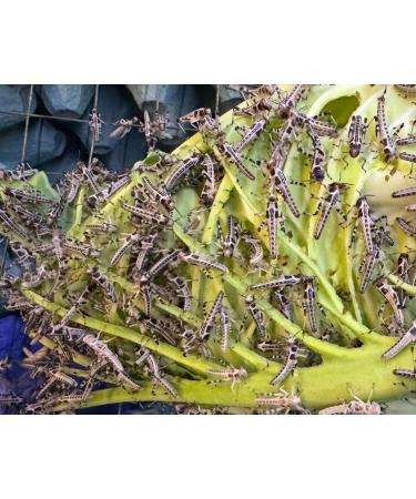 Livefood UK Live Locusts Small/Medium size 10mm to 20mm MEGA TUB of 25 Live Locusts (Reptile Livefood) - Buy Online on GoSupps.com