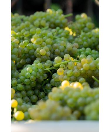 Giusti - Sweet and Sour Condiment with Figs 250 ml - Buy Online on GoSupps.com