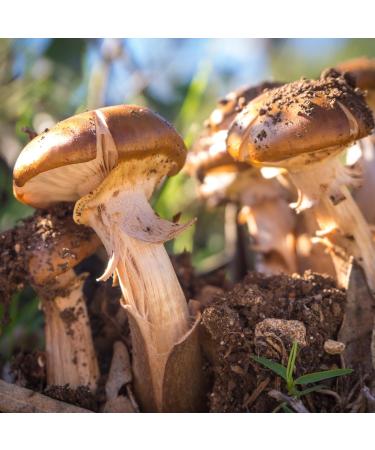 Earthborn Elements Agaricus Blazei 200 Capsules Pure & Undiluted No Additives 200 Count (Pack of 1) - Buy Online on GoSupps.com