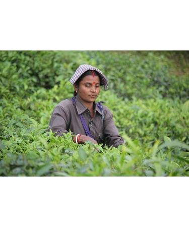 Dethlefsen Balk teemando BIO veggy tea blend with Matcha Sencha refreshing oasis coconut peach taste aarmatized DE KO006 1 kg - Buy Online on GoSupps.com