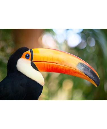 Buy Babynova 4202 Tucan Soother Size 2 - International Shipping Available - Buy Online on GoSupps.com