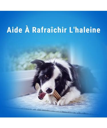 DENTALIFE Maxi Multipack for Large Dogs 72 Chew Snacks (2 x 1272g) Everyday Oral Hygiene - 1.27kg - Buy Online on GoSupps.com