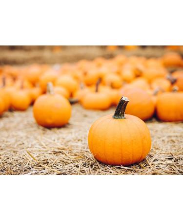 Organic Sprouted Pumpkin Seeds 8 oz - Non-GMO Raw Kernels, Unsalted, Vegan Kosher - High Protein, Omega Fats Keto Snack for Salads, Oats, Yogurt - Buy Online on GoSupps.com