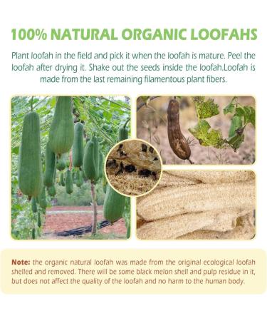 100% Organic Luffa Sponge - Natural Shower & Peeling Sponge | Eco-Friendly Body Brush for Exfoliating Dead Skin - Buy Online on GoSupps.com