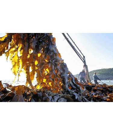Kelp kombu seaweed Laminaria Japonica 500G - Buy Online on GoSupps.com