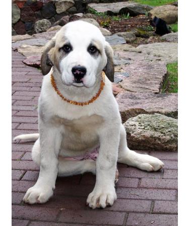 Premium Amber Necklace for Dogs & Cats | Leather Clasp | Flea & Tick Protection 30-35cm - Buy Online on GoSupps.com