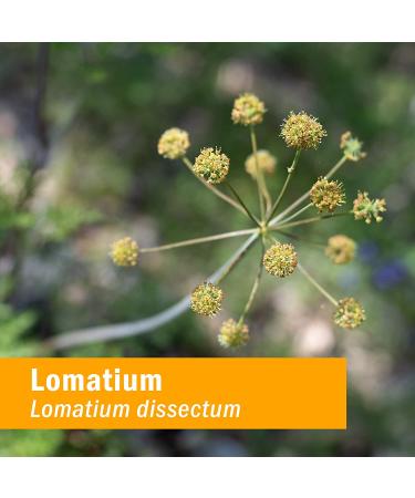 Herb Pharm Lomatium 1 fl oz (30 ml) - Natural Immune Support Tincture - Buy Online on GoSupps.com
